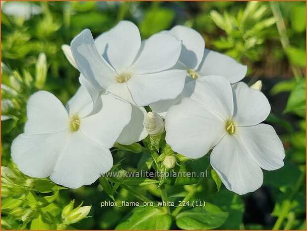 Phlox 'Flame Pro White' | Hoge vlambloem, Vlambloem, Flox, Floks | Hohe Flammenblume | Border Phlox