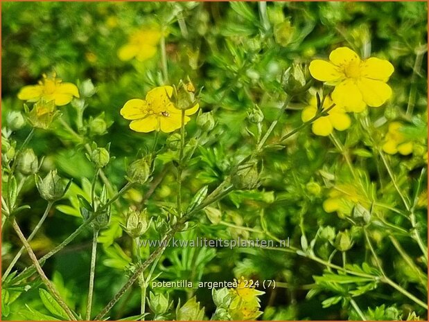 Potentilla argentea | Viltganzerik, Ganzerik | Silberfingerkraut | Silver Cinquefoil