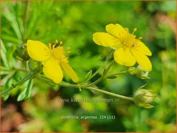 Potentilla argentea | Viltganzerik, Ganzerik | Silberfingerkraut | Silver Cinquefoil