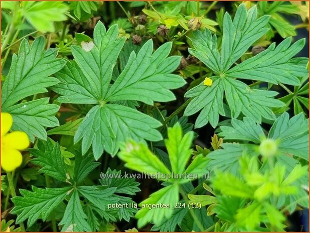 Potentilla argentea | Viltganzerik, Ganzerik | Silberfingerkraut | Silver Cinquefoil