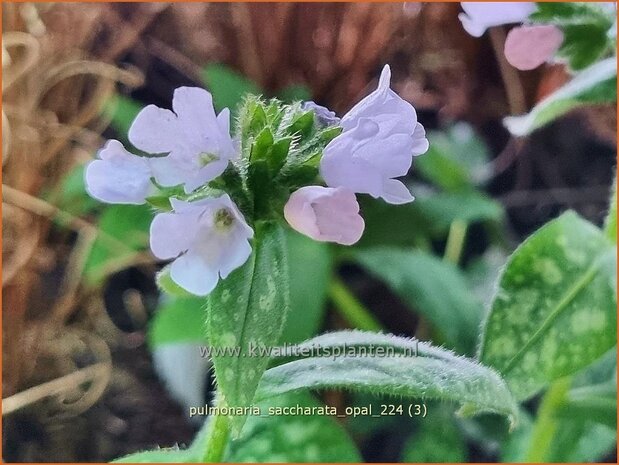 Pulmonaria saccharata 'Opal' | Italiaans longkruid, Longkruid | Geflecktes Lungenkraut | Bethlehem Sage