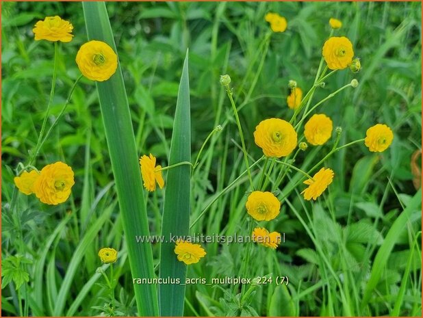 Ranunculus acris 'Multiplex' | Gevulde boterbloem, Scherpe boterbloem, Boterbloem | Gefüllter Hahnenfuß | Meadow Bu