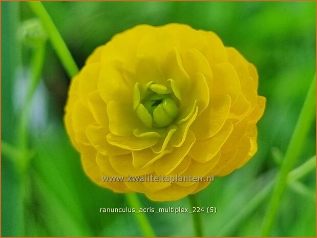 Ranunculus acris 'Multiplex' | Gevulde boterbloem, Scherpe boterbloem, Boterbloem | Gefüllter Hahnenfuß | Meadow Bu