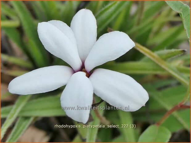 Rhodohypoxis platypetale 'Select' | Roodsterretje, Sterretjesgras | Grasstern | Red Star