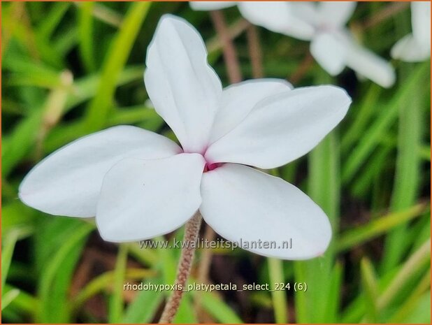 Rhodohypoxis platypetale 'Select' | Roodsterretje, Sterretjesgras | Grasstern | Red Star