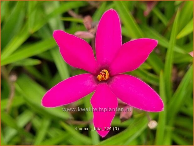 Rhodoxis 'Titia' | Rapsterretje, Sterretjesgras | Grasstern | Hybrid Red Star