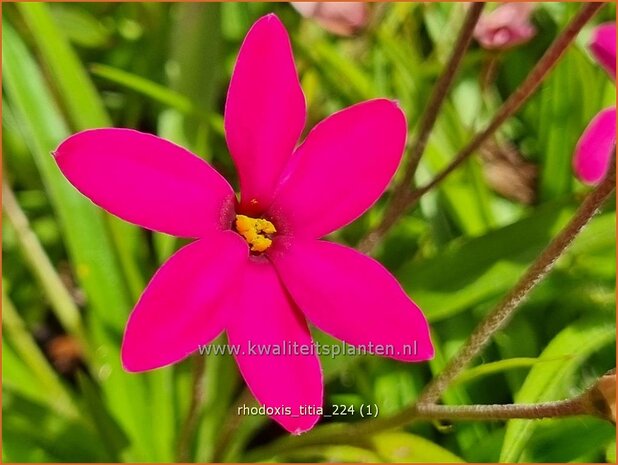 Rhodoxis 'Titia' | Rapsterretje, Sterretjesgras | Grasstern | Hybrid Red Star