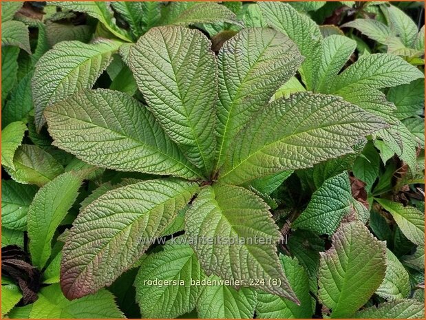 Rodgersia 'Badenweiler' | Schout-bij-nacht, Kijkblad | Schaublatt | Rodger's Flower