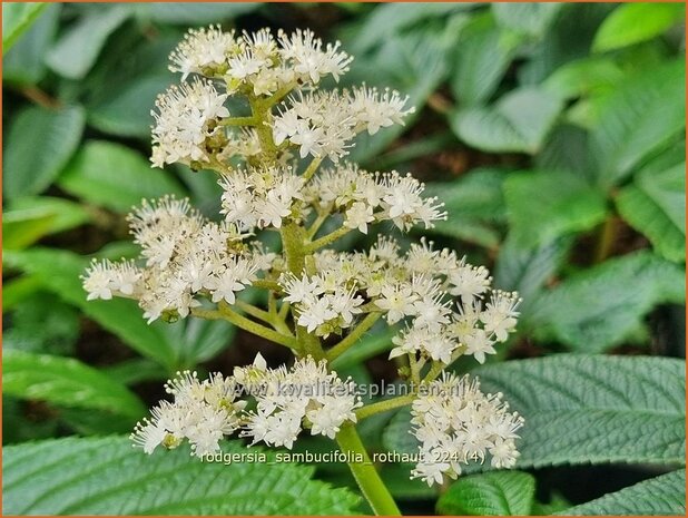 Rodgersia sambucifolia 'Rothaut' | Schout-bij-nacht, Kijkblad | Holunderblättriges Schaublatt | Rodger&#x0