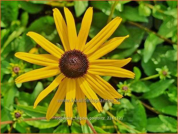 Rudbeckia fulgida 'Goldblitz' | Zonnehoed | Gewöhnlicher Sonnenhut | Black Eyed Susan