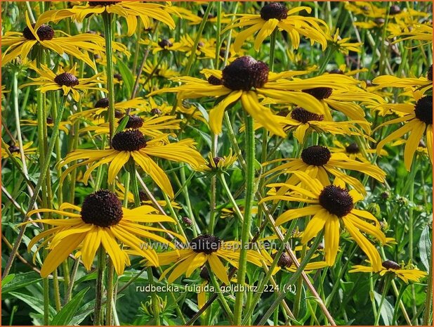 Rudbeckia fulgida 'Goldblitz' | Zonnehoed | Gewöhnlicher Sonnenhut | Black Eyed Susan