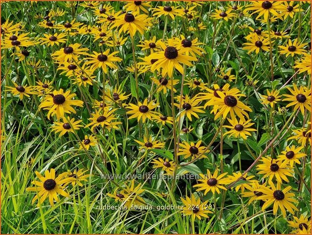 Rudbeckia fulgida 'Goldblitz' | Zonnehoed | Gewöhnlicher Sonnenhut | Black Eyed Susan