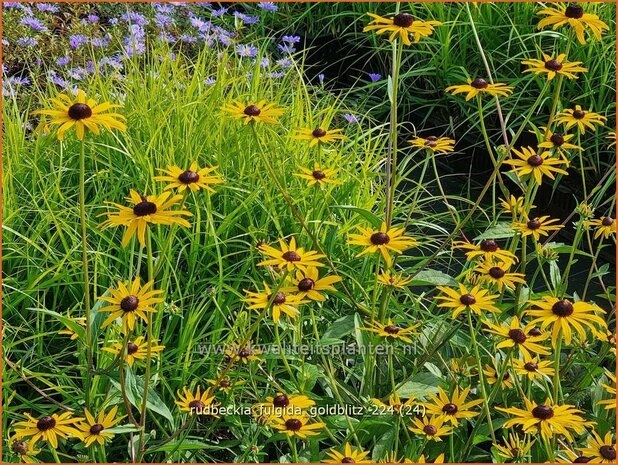 Rudbeckia fulgida 'Goldblitz' | Zonnehoed | Gewöhnlicher Sonnenhut | Black Eyed Susan