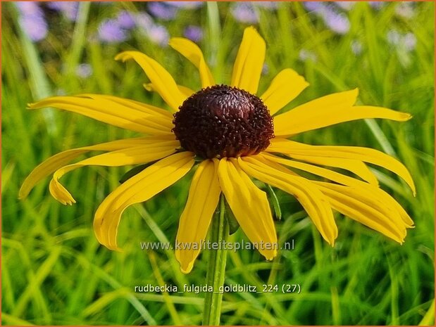 Rudbeckia fulgida 'Goldblitz' | Zonnehoed | Gewöhnlicher Sonnenhut | Black Eyed Susan