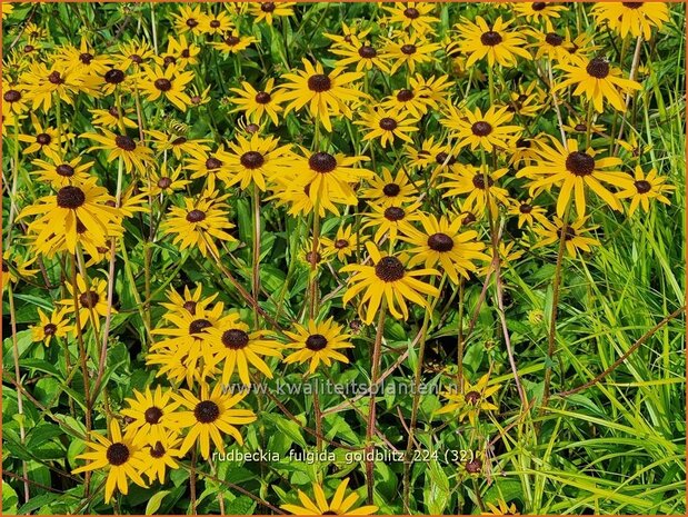 Rudbeckia fulgida 'Goldblitz' | Zonnehoed | Gewöhnlicher Sonnenhut | Black Eyed Susan