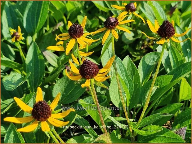 Rudbeckia 'Sun Ka Ching' | Zonnehoed | Gewöhnlicher Sonnenhut | Black Eyed Susan