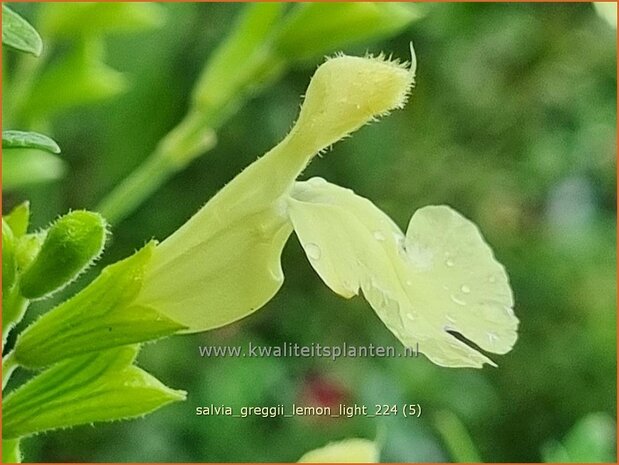 Salvia greggii 'Lemon Light' | Herfstsalie, Salie, Salvia | Herbst-Strauch-Salbei | Autumn Sage