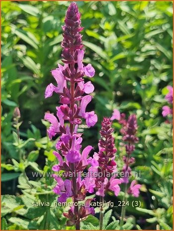 Salvia nemerosa 'Katsjing' | Bossalie, Salie, Salvia | Steppensalbei | Woodland Sage