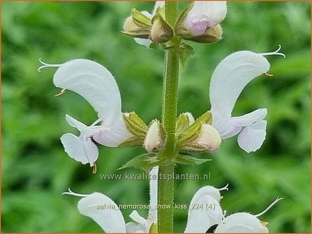 Salvia nemorosa 'Snow Kiss' | Bossalie, Salie, Salvia | Steppensalbei | Woodland Sage