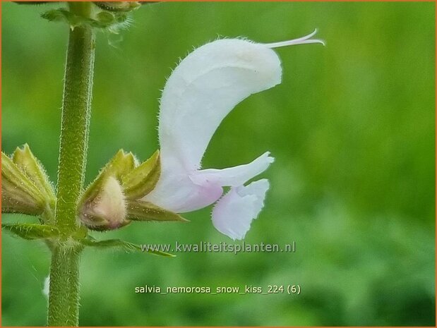 Salvia nemorosa 'Snow Kiss' | Bossalie, Salie, Salvia | Steppensalbei | Woodland Sage