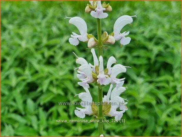 Salvia nemorosa 'Snow Kiss' | Bossalie, Salie, Salvia | Steppensalbei | Woodland Sage