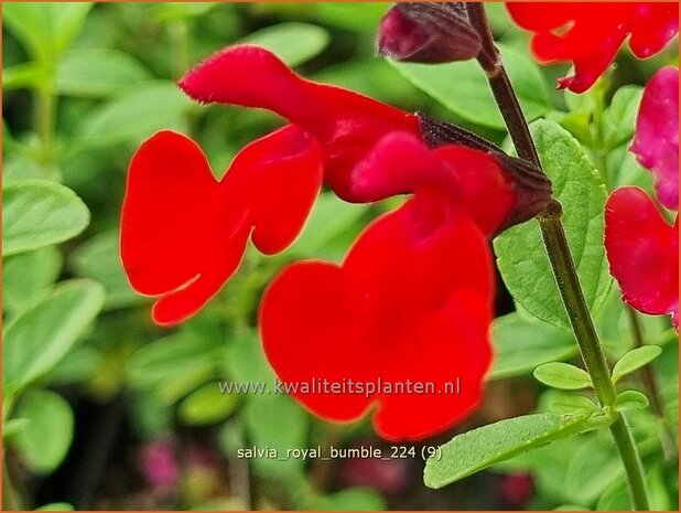 Salvia 'Royal Bumble' | Salie, Salvia | Salbei | Sage