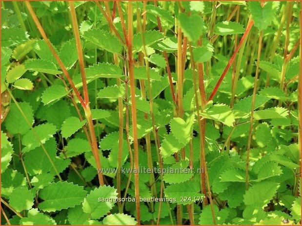 Sanguisorba 'Beetlewings' | Pimpernel, Sorbenkruid | Wiesenknopf | Burnet