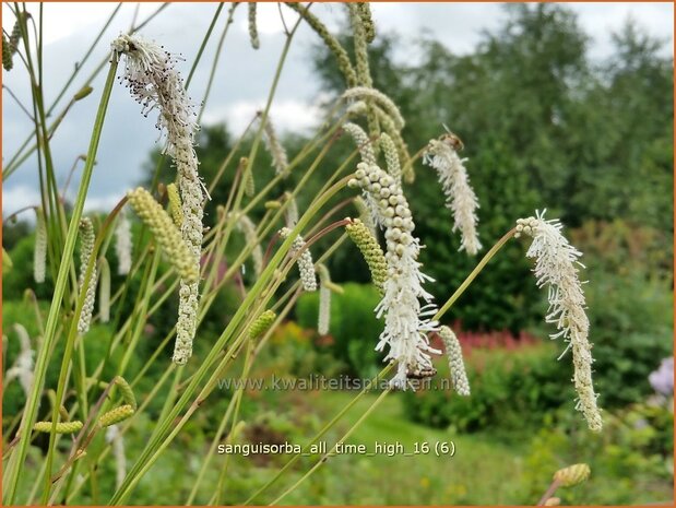 Sanguisorba tenuifolia 'All Time High' | Hoge pimpernel, Sorbenkruid, Pimpernel | Hoher Wiesenknopf | Japanese Burnet