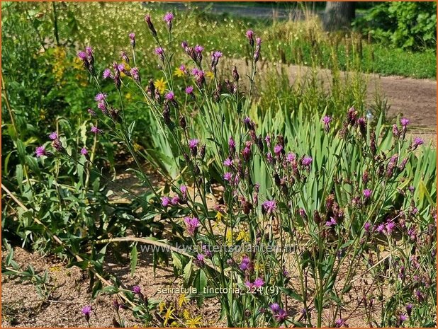 Serratula tinctoria | Zaagblad | Färber-Scharte | Dyer's Plumeless Saw-wort