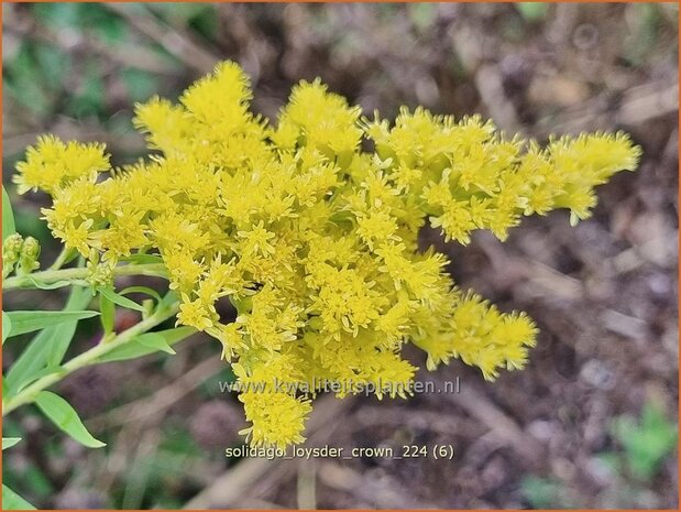 Solidago 'Loysder Crown' | Guldenroede | Goldrute | Goldenrod