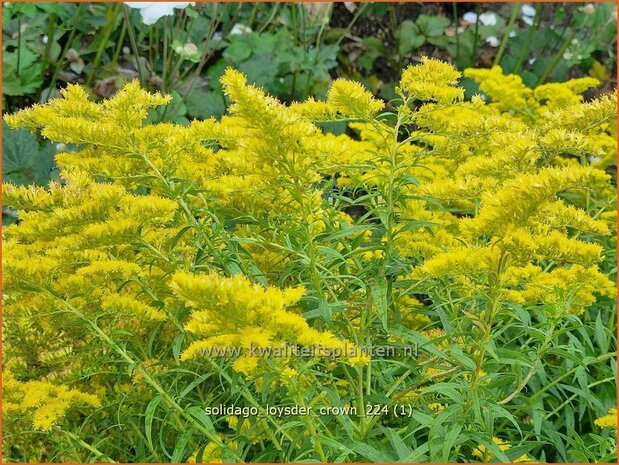 Solidago 'Loysder Crown' | Guldenroede | Goldrute | Goldenrod