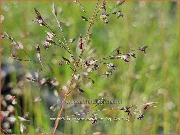 Sporobolus heterolepis 'Blue Fog' | Prairiedropzaad, Parelgras | Prärie-Tropfengras | Prairie Dropseed