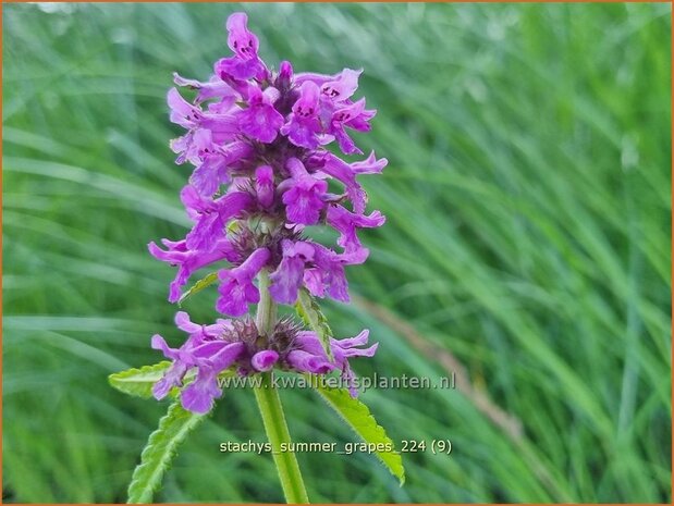 Stachys 'Summer Grapes' | Andoorn | Ziest | Hedge Nettle