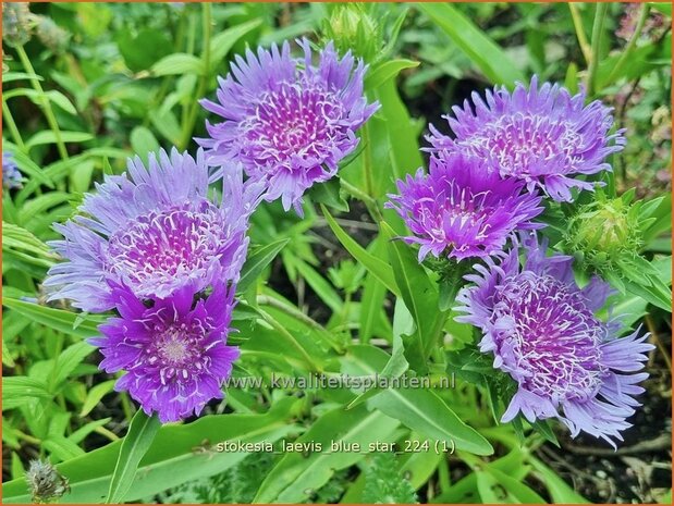 Stokesia laevis 'Blue Star' | Korenbloemaster | Kornblumenaster | Cornflower Aster