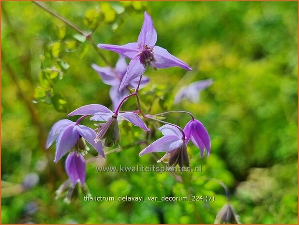 Thalictrum delavayi var. decorum | Chinese ruit, Ruit | Delavays Wiesenraute | Chinese Meadow Rue