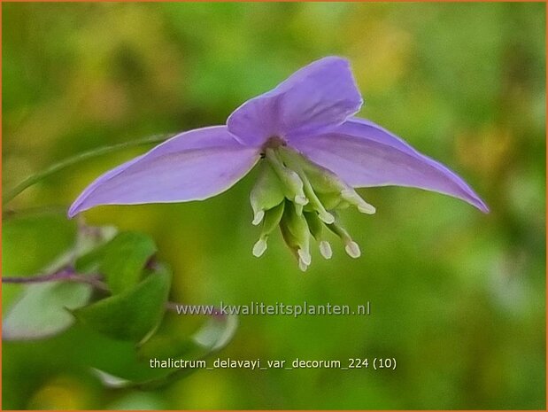 Thalictrum delavayi var. decorum | Chinese ruit, Ruit | Delavays Wiesenraute | Chinese Meadow Rue