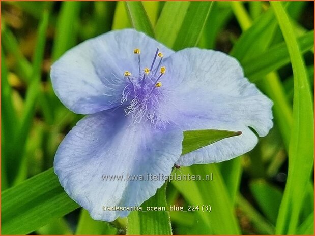 Tradescantia 'Ocean Blue' | Eendagsbloem, Vaderplant, Matrozensla | Dreimasterblume | Spiderwort