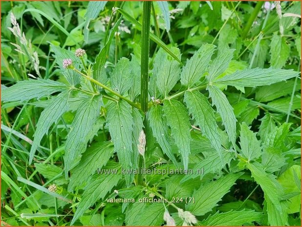 Valeriana officinalis | Echte valeriaan, Valeriaan | Arznei-Baldrian | Garden Heliotrope