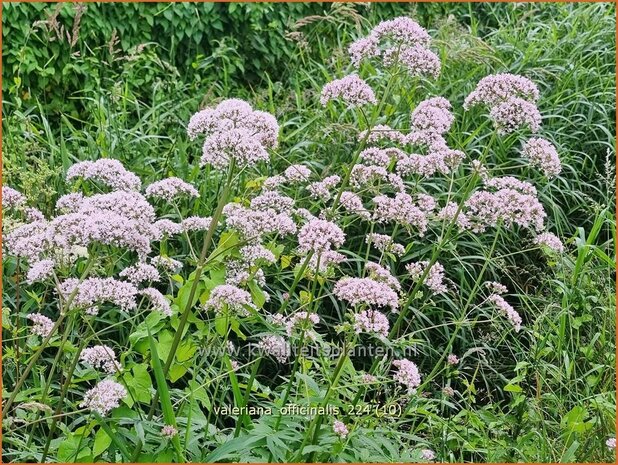 Valeriana officinalis | Echte valeriaan, Valeriaan | Arznei-Baldrian | Garden Heliotrope