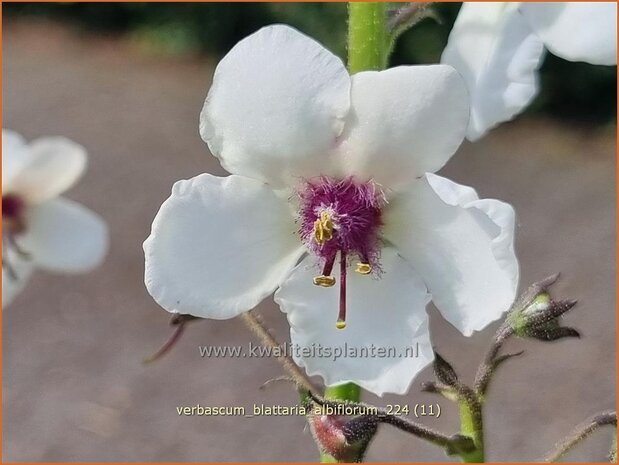 Verbascum blattaria 'Albiflorum' | Mottenkruid, Toorts | Mottenkönigskerze | Moth Mullein