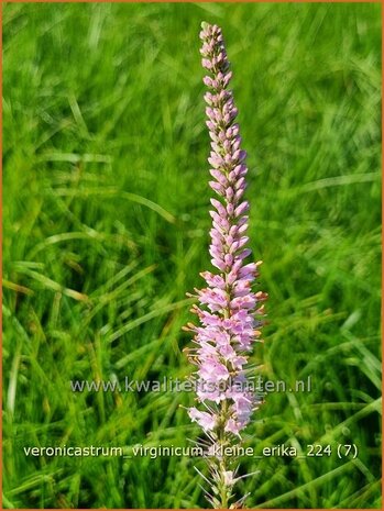 Veronicastrum virginicum 'Kleine Erika' | Virginische ereprijs, Zwarte ereprijs, Naaldereprijs | Kandelaberehrenpreis