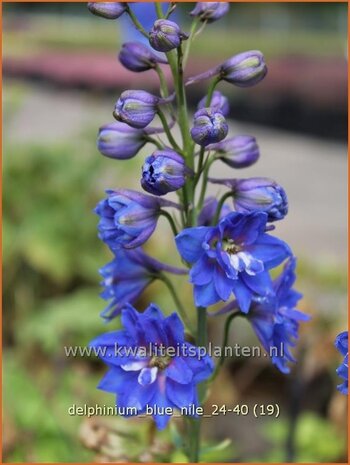 Delphinium 'Blue Nile' | Ridderspoor | Rittersporn | Larkspur