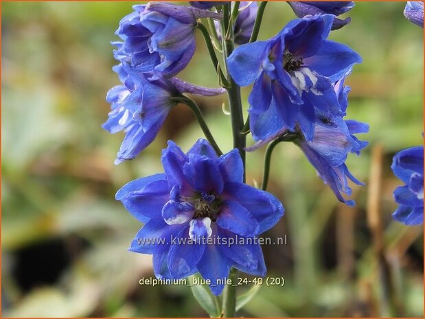 Delphinium 'Blue Nile' | Ridderspoor | Rittersporn | Larkspur