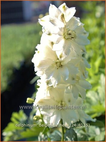 Delphinium 'Delgenius Neva' | Ridderspoor | Rittersporn | Larkspur