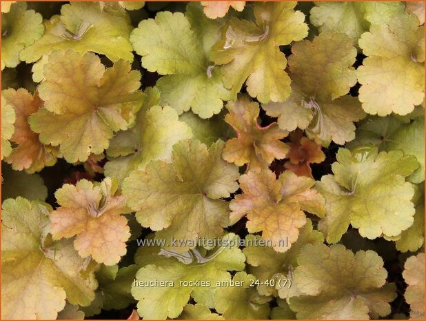 Heuchera 'Rockies Amber' | Purperklokje | Purpurglöckchen | Coral Bells