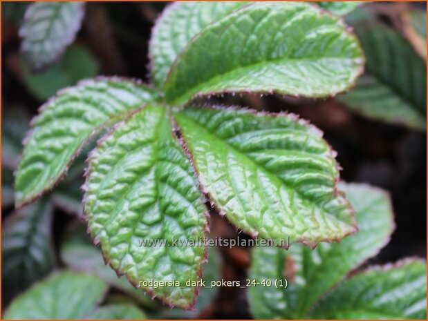 Rodgersia 'Dark Pokers' | Schout-bij-nacht, Kijkblad | Schaublatt | Rodger's Flower