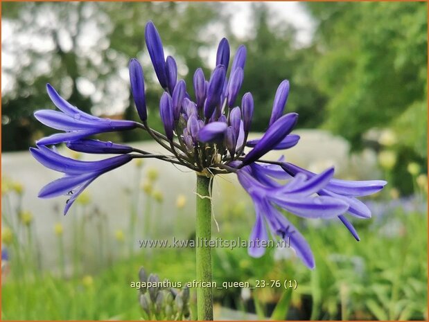 Agapanthus 'African Queen' | Afrikaanse lelie, Kaapse lelie, Liefdesbloem, Blauwe tuberoos | Blaue Tuberose | Blue Af