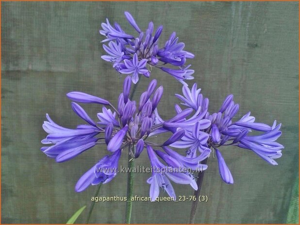 Agapanthus 'African Queen' | Afrikaanse lelie, Kaapse lelie, Liefdesbloem, Blauwe tuberoos | Blaue Tuberose | Blue Af