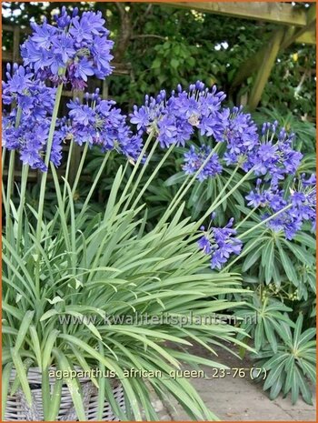 Agapanthus 'African Queen' | Afrikaanse lelie, Kaapse lelie, Liefdesbloem, Blauwe tuberoos | Blaue Tuberose | Blue Af