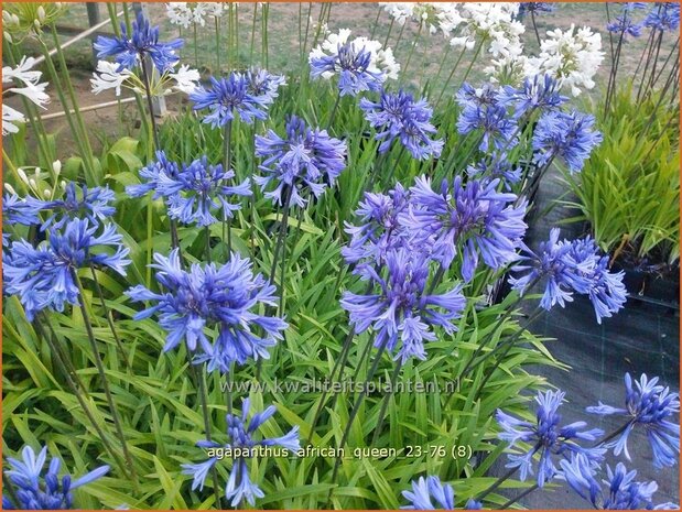 Agapanthus 'African Queen' | Afrikaanse lelie, Kaapse lelie, Liefdesbloem, Blauwe tuberoos | Blaue Tuberose | Blue Af